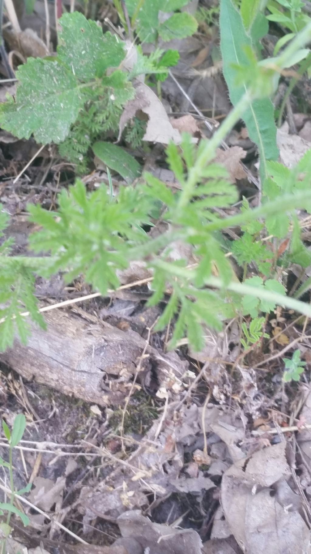 Cota tinctoria (Asteraceae)